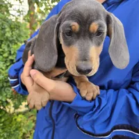 AKC White Chest Boy, a male Dachshund for sale in Casa Grande, AZ – Photo 3 of 9