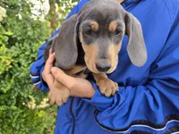 AKC White Chest Boy, a male Dachshund for sale in Casa Grande, AZ – Photo 2 of 9