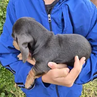 AKC White Chest Boy, a male Dachshund for sale in Casa Grande, AZ – Photo 9 of 9