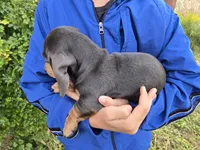 AKC White Chest Boy, a male Dachshund for sale in Casa Grande, AZ – Photo 9 of 9