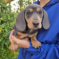 AKC White Chest Boy, a male Dachshund for sale in Casa Grande, AZ – Photo 6 of 9
