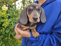 AKC White Chest Boy, a male Dachshund for sale in Casa Grande, AZ – Photo 6 of 9