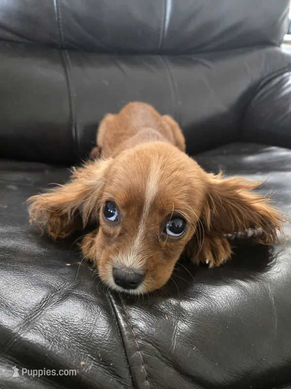 AKC Ruby Male - TEXT 520-254-7407  – Cavalier King Charles Spaniel puppy for sale in Casa Grande, AZ