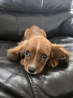 AKC Ruby Male - TEXT 520-254-7407 , a male Cavalier King Charles Spaniel for sale in Casa Grande, AZ – 1 of 6