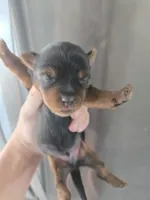 AKC Male - TEXT 520-254-7407 , a male Yorkshire Terrier for sale in Casa Grande, AZ – 1 of 10
