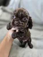 AKC Rosey's Chocolate Boy, TEXT 520-254-7407 , a male Cocker Spaniel for sale in Casa Grande, AZ – 2 of 6