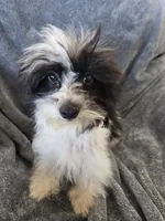 AKC Black & White Female, TEXT 520-254-7407, a female Havanese for sale in Casa Grande, AZ – 7 of 10