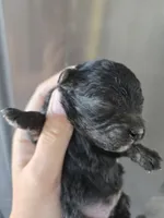 AKC Parents - Havapoo Girl, a female Havapoo for sale in Casa Grande, AZ – 6 of 10