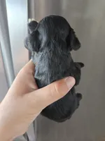 AKC Dora's Black Girl, a male Cocker Spaniel for sale in Casa Grande, AZ – 7 of 9