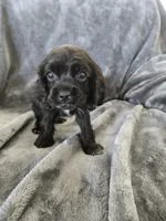 AKC Dora's Black Girl, TEXT 520-254-7407, a female Cocker Spaniel for sale in Casa Grande, AZ – 7 of 10