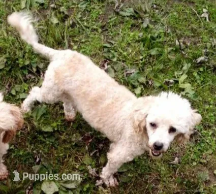 Full AKC Calla 7 lbs