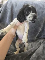 AKC Female - TEXT 520-254-7407 , a female Cocker Spaniel for sale in Casa Grande, AZ – 6 of 8