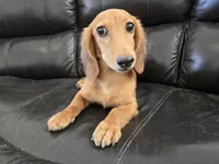 AKC Brittney's Boy, TEXT 520-254-7407, a male Dachshund for sale in Casa Grande, AZ – 3 of 8