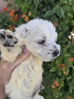 AKC Matcha's Girl, a female West Highland White Terrier for sale in Casa Grande, AZ – 3 of 10