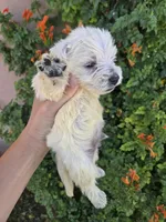 AKC Matcha's Girl, a female West Highland White Terrier for sale in Casa Grande, AZ – 7 of 10