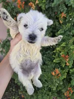 AKC Matcha's Girl, a female West Highland White Terrier for sale in Casa Grande, AZ – 4 of 10