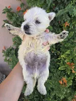 AKC Matcha's Girl, a female West Highland White Terrier for sale in Casa Grande, AZ – 5 of 10