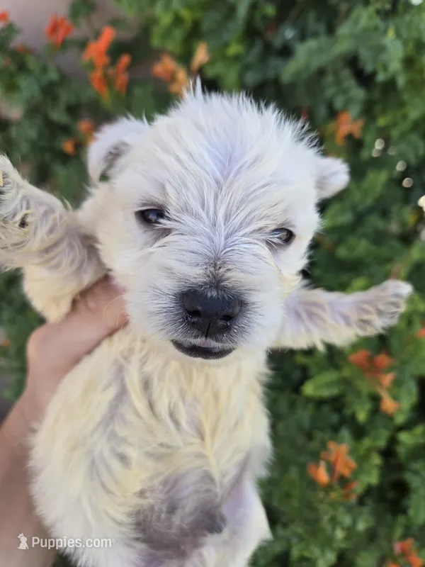 AKC Matcha's Girl – West Highland White Terrier puppy for sale in Casa Grande, AZ