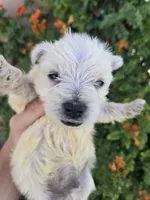 AKC Matcha's Girl, a female West Highland White Terrier for sale in Casa Grande, AZ – 1 of 10
