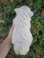 AKC Matcha's Girl, a female West Highland White Terrier for sale in Casa Grande, AZ – 10 of 10