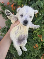 AKC Matcha's Girl, a female West Highland White Terrier for sale in Casa Grande, AZ – 2 of 10