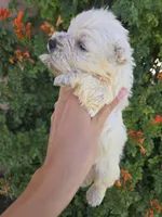 AKC Matcha's Girl, a female West Highland White Terrier for sale in Casa Grande, AZ – 6 of 10
