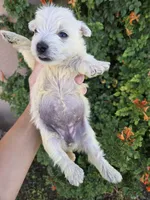 AKC Matcha's Girl, a female West Highland White Terrier for sale in Casa Grande, AZ – 9 of 10