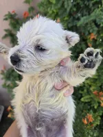 AKC Matcha's Girl, a female West Highland White Terrier for sale in Casa Grande, AZ – 8 of 10