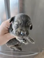 AKC Male, a male Dachshund for sale in Casa Grande, AZ – 2 of 8