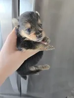 AKC Parents - Yorkie/Pomeranian Mix - TEXT 520-254-7407 , a male Pomeranian and Yorkshire Terrier for sale in Casa Grande, AZ – 2 of 10