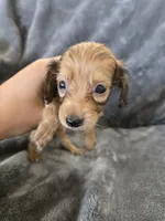 AKC Sable Male, TEXT 520-254-7407, a male Dachshund for sale in Casa Grande, AZ – 6 of 10