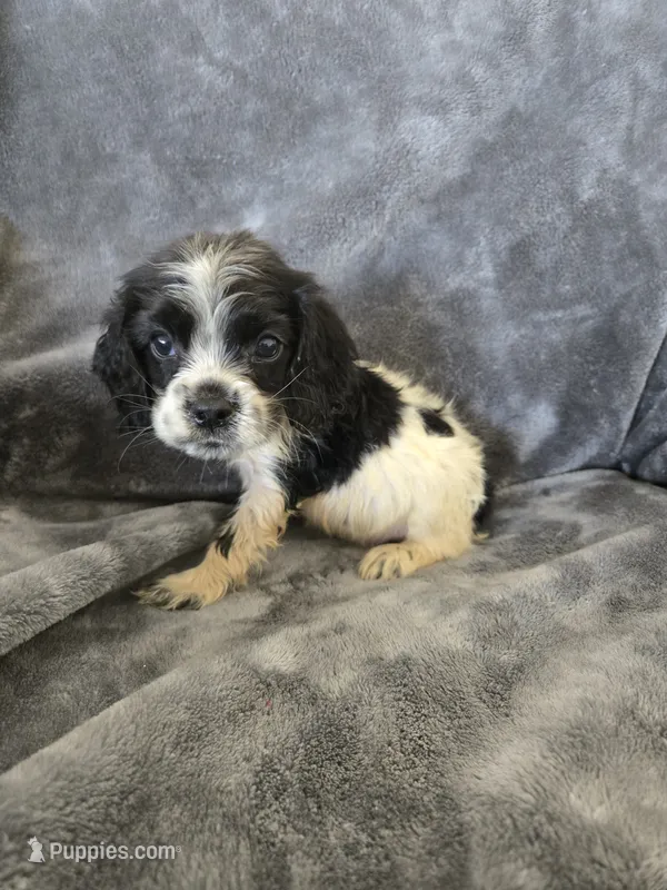 AKC Male, Text 520-254-7407  – Cocker Spaniel puppy for sale in Casa Grande, AZ