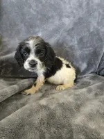 AKC Male, Text 520-254-7407 , a male Cocker Spaniel for sale in Casa Grande, AZ – 9 of 9