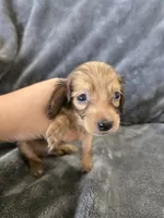 AKC Sable Male, TEXT 520-254-7407, a male Dachshund for sale in Casa Grande, AZ – 3 of 10