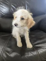 AKC Female, TEXT 520-254-7407, a female Poodle - Miniature  for sale in Casa Grande, AZ – 4 of 9
