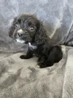 AKC Dora's Black Girl, White Nose, TEXT 520-254-7407, a female Cocker Spaniel for sale in Casa Grande, AZ – 3 of 10