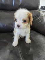 AKC Male, a male Cavalier King Charles Spaniel for sale in Casa Grande, AZ – 7 of 10