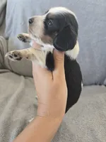AKC Long Hair Boy - TEXT 520-254-7407 , a male Dachshund for sale in Casa Grande, AZ – 6 of 9