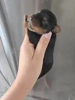 AKC Female - TEXT 520-254-7407 , a female Yorkshire Terrier for sale in Casa Grande, AZ – 7 of 9