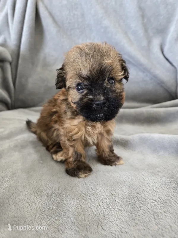 AKC Skye's Boy 2, TEXT 520-254-7407  – Havanese puppy for sale in Casa Grande, AZ