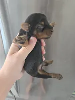AKC Female - TEXT 520-254-7407 , a female Yorkshire Terrier for sale in Casa Grande, AZ – 6 of 9
