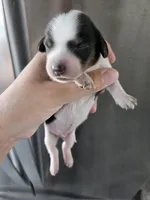 Short Hair Boy - TEXT 520-254-7407 , a male Dachshund for sale in Casa Grande, AZ – 2 of 8