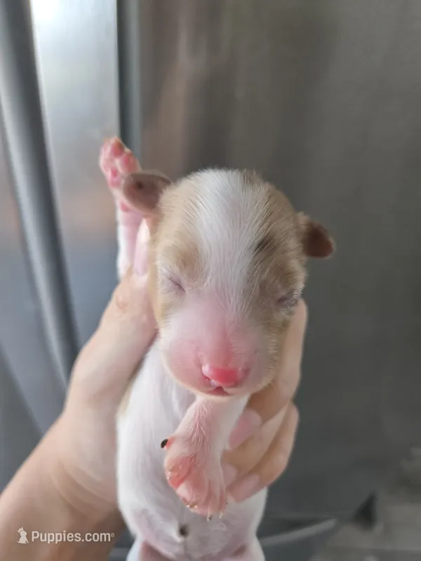 Short Hair Female - TEXT 520-254-7407  – Dachshund puppy for sale in Casa Grande, AZ