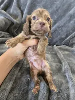 AKC Liver Male, TEXT 520-254-7407, a male Dachshund for sale in Casa Grande, AZ – 5 of 10