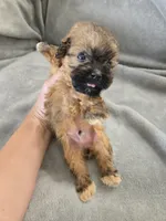 AKC Skye's Boy 2, TEXT 520-254-7407 , a male Havanese for sale in Casa Grande, AZ – 4 of 10