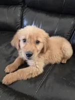AKC Chloe's Girl, TEXT 520-254-7407, a female Golden Retriever for sale in Casa Grande, AZ – 3 of 7