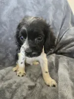 AKC Female - TEXT 520-254-7407 , a female Cocker Spaniel for sale in Casa Grande, AZ – 3 of 8