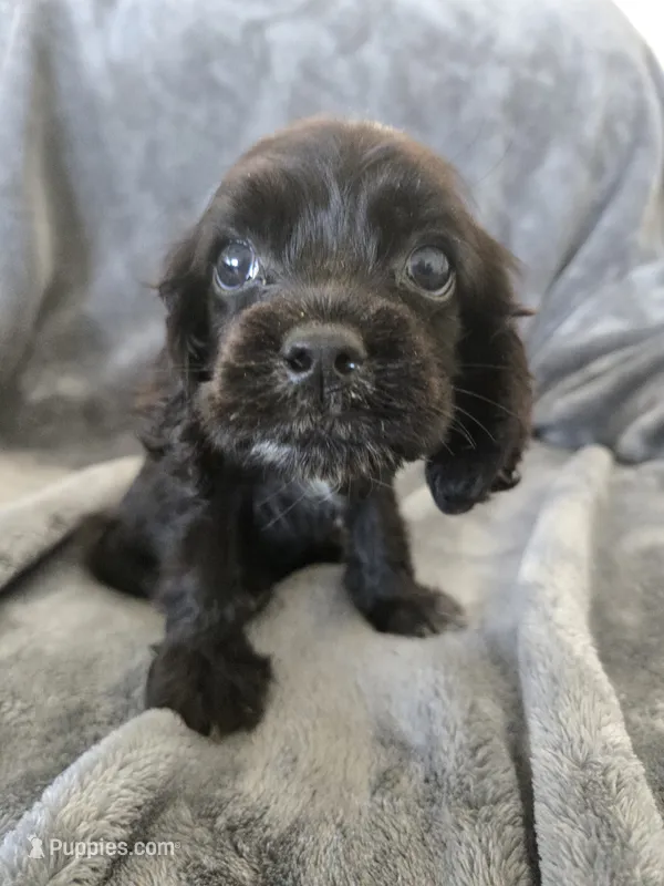 AKC Dora's Black Girl, TEXT 520-254-7407 – Cocker Spaniel puppy for sale in Casa Grande, AZ