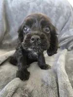 AKC Dora's Black Girl, TEXT 520-254-7407, a female Cocker Spaniel for sale in Casa Grande, AZ – 1 of 10