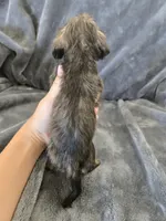 AKC Brindle Male, TEXT 520-254-7407, a male Dachshund for sale in Casa Grande, AZ – 5 of 10